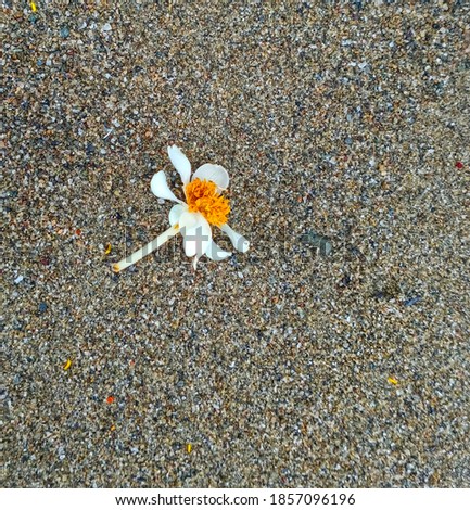 shot of white beach flower on sandy background