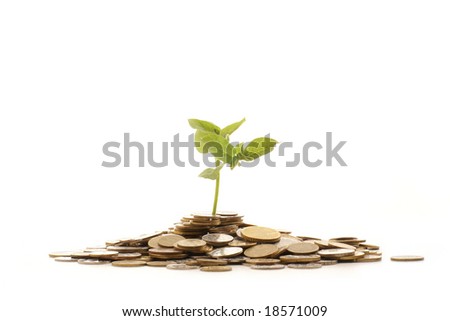 Concept of a plant and a lot of golden coins isolated on white background