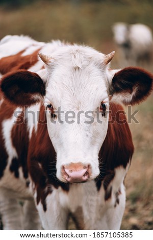 Large vertical portrait of a young cow. A white cow with red spots with small horns and a pink nose. Muzzle of a young thoroughbred bull from the farm.