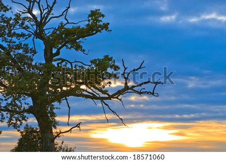 a picture of a tree silhouette in sundown