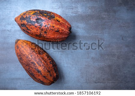 cocoa fruit on gray table, seen from above, free space