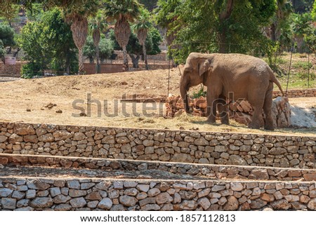 Animals from the Fasano safari zoo. Puglia