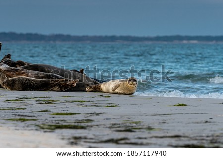 A cute harbor seal pup rests on a sandbank near to the ocean. Picture from Falsterbo in Scania, southern Sweden