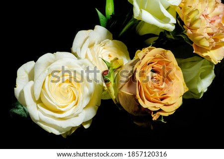 roses of different colors on a dark background, in full bloom, photographed at close range, macro,Dianthus caryophyllus,flower carnation