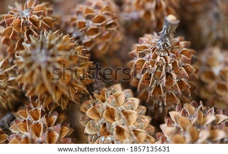 Closeup heap of dry natural tiny Australian pine cones with selective focus