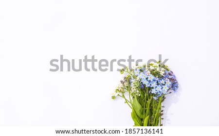 Wild blue and white flowers on white paper background. Forget-me-not plant with blue and white flowers. Copy space. Floral card, poster, banner design.