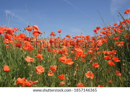 Red poppy flowers against the blue sky on a sunny day. Red wildflowers.