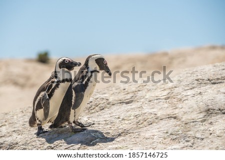Adorable Penguin Couple in Southern Africa