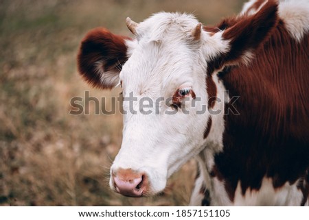 Large horizontal portrait of a young cow. A white cow with red spots and small horns. Muzzle of a young thoroughbred bull from the farm.