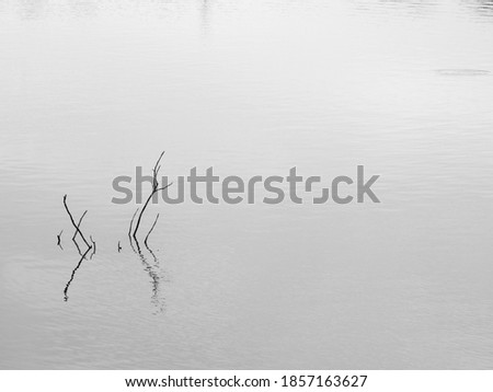 dry branch in the water with reflection, black and white style