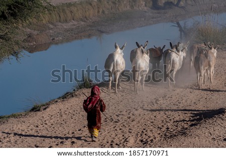 nomadic life of shepherds traveling with sheep in the the dust 