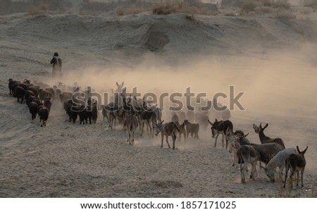 shepherds with flock of sheep in dust ,
nomadic life of shepherds traveling with sheep and donkeys in the the dust 