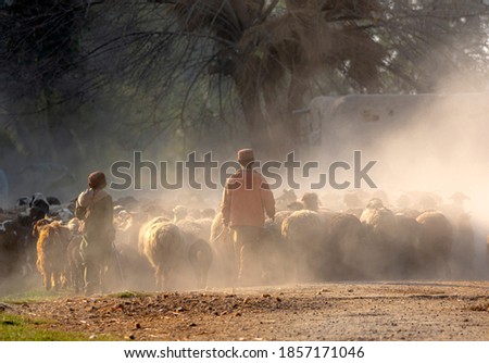 shepherds with flock of sheep ,
nomadic life of shepherds traveling with sheep in the the dust 