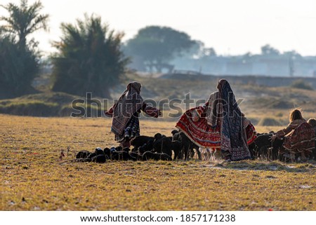 nomadic life of shepherds traveling with sheep in the the dust 