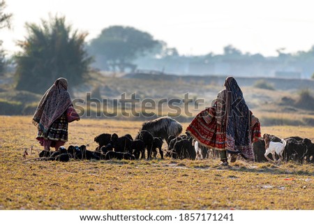 nomadic life of shepherds women with traditional dress in the fields with sheep 