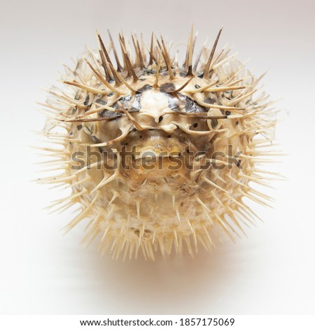 Picture of a dead and dry blowfish with a white background.