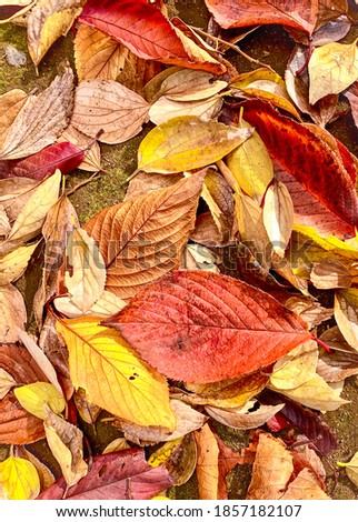 Multi-colored November fall leaves on the ground in a park in Arakawa ward, Tokyo, Japan.  
