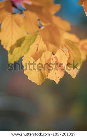 yellow autumn leaves on a branch