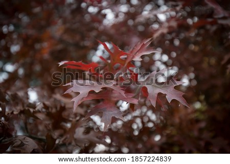 Natural shot of red maple tree dried leaves in autumn, no people are visible.