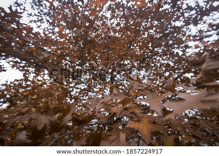 Natural shot of red maple tree dried leaves in autumn, no people are visible.