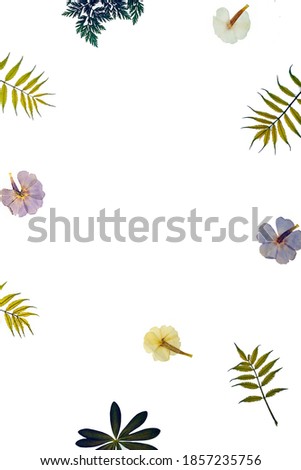 dry flowers and leaves lie on a white background. isolate. top view