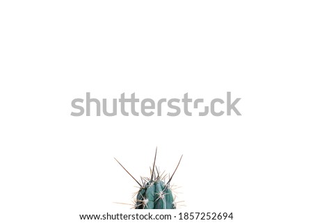 Cactus isolated on a white background, copy space. Home plant, creative photo, blank space for text