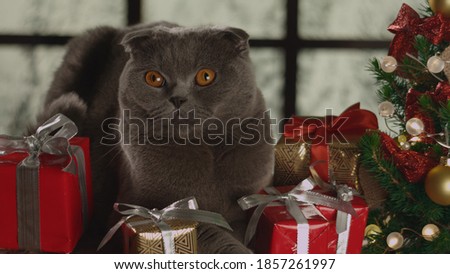 Portrait of gray fluffy cat in trendy Christmas New Year style. New Years Christmas festive background with falling snow in the window. Luxurious domestic cat. Depth of field, soft focus