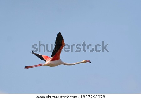 A Greater Flamingo, Phoenicopterus roseus, flying