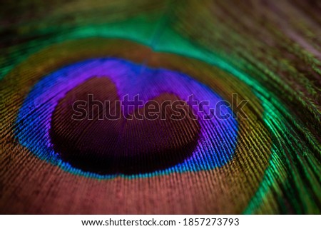 Peacock feather close-up, macro photography. Saturated iridescent hues, spectacular holiday background abstract image.
