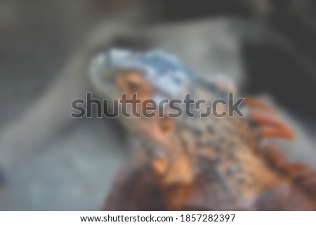 Blurry picture of reptile iguana in the zoo grainy