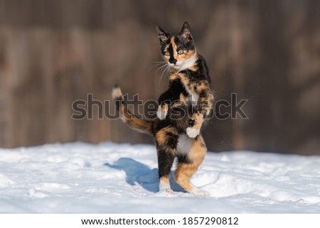 Funny cat playing in the snow in winter