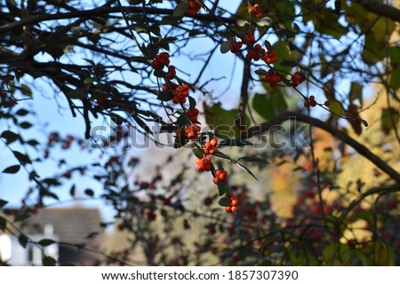 Orange berries on a Possumhaw, a species of Holly (Ilex) in Rothwell, Northamptonshire, UK on 4th November 2020.  These orange berries ripen in the autumn providing winter food for the birds.