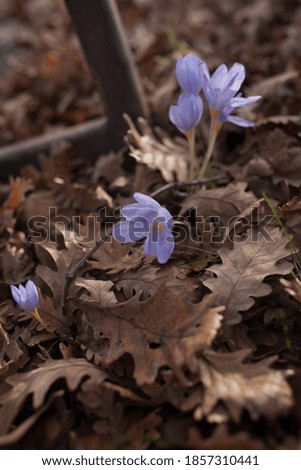 forest flowers. purple flowers in dry autumn leaves
