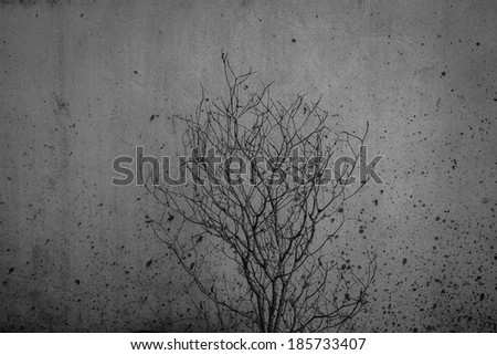 Still life with dead tree on old background,vintage concept