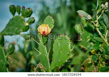 Close-up Fruit Prickly pear cactus in blossom