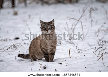 Cute blue-eyed kitten in winter surprised by the snowfall. Beautiful kitten outdoors in winter. Neva masquerade Siberian cat