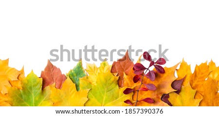 A row of colorful yellow, green, orange, red, brown autumn leaves isolated on white background. Suitable for collage, banner making and any fall design.