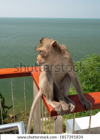 Wild monkeys that live in the area of ​​Khao Sam Muk. Which is close to Bang Saen Bay Often tourists are popular to bring food and fruit. And take a picture of the monkey