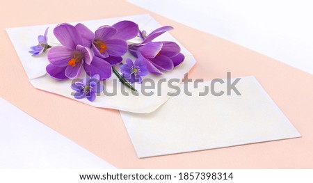 Beautiful spring snowdrops flowers violet crocuses and blue flowers hepatica in postal envelope and blank sheet with space for text on a coral pink paper and white background