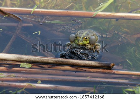 toad in the lake, very realistic, the toad makes eye contact. High quality photo