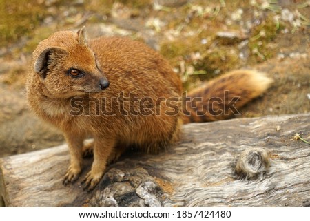Yellow mongoose (Cynictis penicillata) sitting on piece of wood and waiting for prey