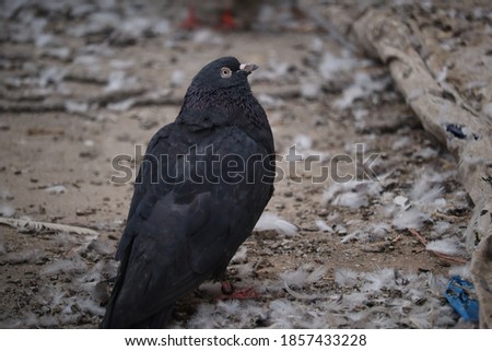 A full black beautiful pigeon.