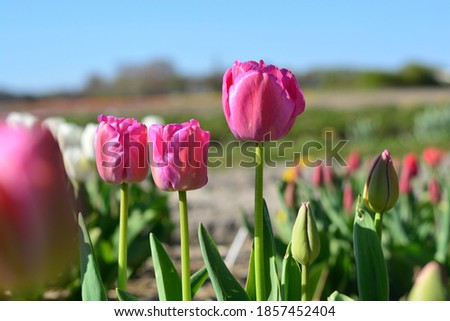 pink tulips in the garden in holland in spring time blue sky
