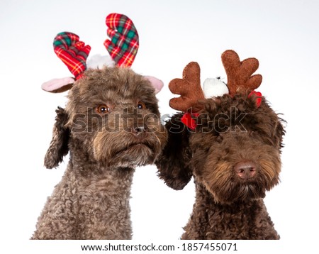 Australian labradoodle portrait. Image taken in a studio. The dogs are wearing Christmas outfit. Funny dog pic, isolated on white. Copy space.