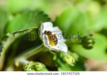 A beautiful bee sits on a flower and collects nectar.