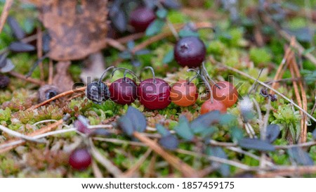 Scene with cranberries in the swamp in late autumn