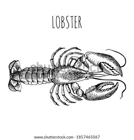 Crayfish. Lobster. Sketch in vintage style for the design of the seafood restaurant menu. Monochrome linear drawing