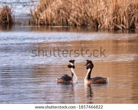 two ducks swimming to each other