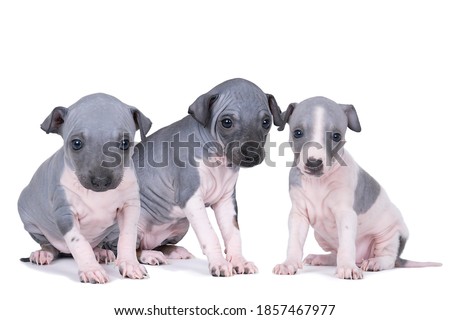 Three American Hairless Terrier puppies isolated against white background