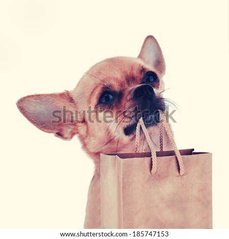 Red chihuahua dog with recycle paper bag with retro filter effect.